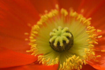 Islandmohn