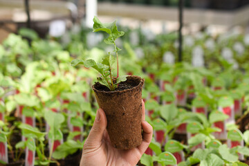 Bierrettich im Holzfasertopf