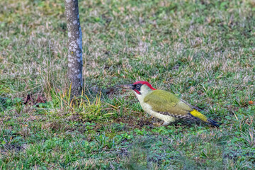 woodpecker digging the ground
