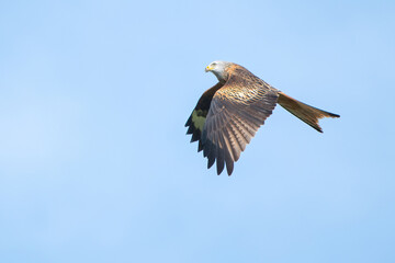 milan royal in flight
