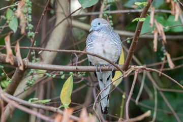 one little wild Zebra Dove perching on tree branch with blurry vibrant green foliage in background