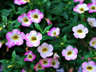 Fototapeta na wymiar Pink flower with water drops ,petunia Calibrachoa plants in garden with blurred background and macro image ,soft focus ,sweet color ,lovely flowers ,flowering plants ,pink flowers in the garden