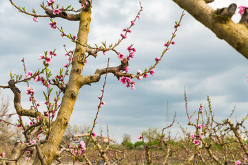 Abstract and conceptual of peach flower - Pink Flowers Blooming Peach Tree -  Open peach blossoms
