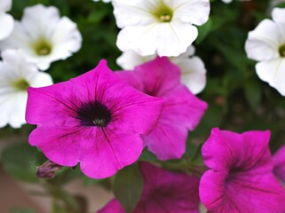 Pink flower with water drops ,petunia Calibrachoa plants in garden with blurred background and macro image ,soft focus ,sweet color ,lovely flowers ,flowering plants ,pink flowers in the garden