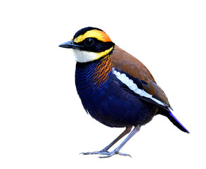 Male of Malayan banded pitta, most beuatiful and colorful bird endemic to thailand which must see before die