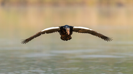 Female White-winged wood duck gliding above the water surface