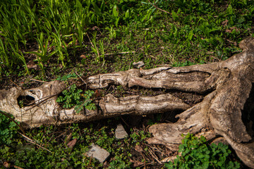 fresh quail eggs in hay on a wooden board, quail eggs for a delicious Easter holiday in the nest, preparation for Easter, healthy dietary food, diet