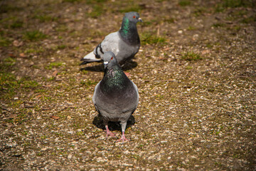 beautiful pigeon on the ground in the park, wild birds in the city, the pigeon looks and observes, nature and urban city