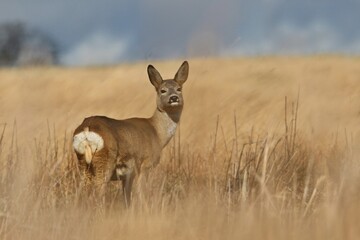 Wildlife scene with deer, Czech. Roe deer, Capreolus capreolus, walking in the grass. roe in a natural habitat.