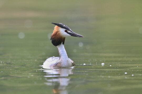 The great crested grebe is swimming in the water (Podiceps cristatus) water fowl in the nature habitat. Wildlife scene from nature.