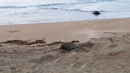 wild sea lions and seals on the Pacific coast in California