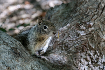 squirrel on a tree