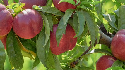 Natural nectarines in the garden ready for harvest
