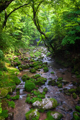 stream in forest