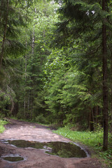 Obraz premium A pedestrian path in the middle of a forest with a large puddle in which trees are reflected.