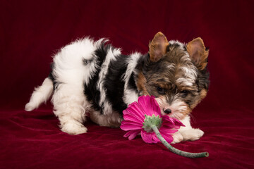 Biewer Terrier puppy on a burgundy background sniffs a pink flower.