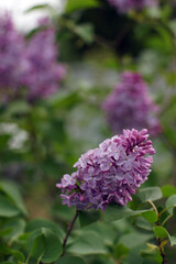 A large branch of purple lilac against the background of a green bush in summer