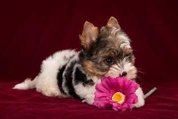 Biewer Terrier puppy on a burgundy background with a pink flower.