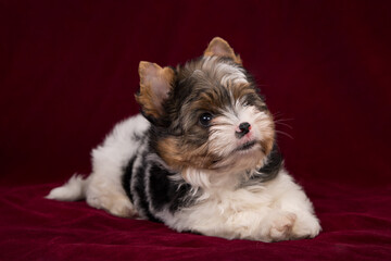 Biewer Terrier puppy on a burgundy background.