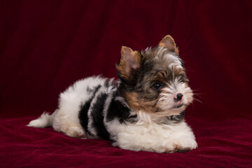 Biewer Terrier puppy on a burgundy background.