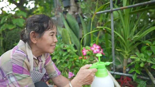 Agriculture concept of 4k Resolution. An old Asian woman is injecting a tree hormone in the garden.