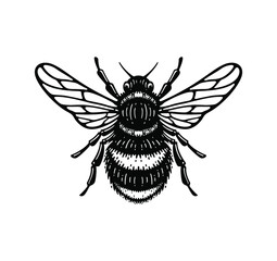 illustration of honey bee in style doodle vintage design