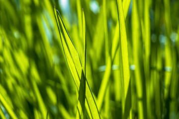 Among Grass Blades Macro Photo