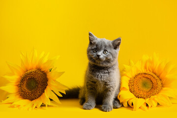 The playful gray kitten against the background of a sunflower composition