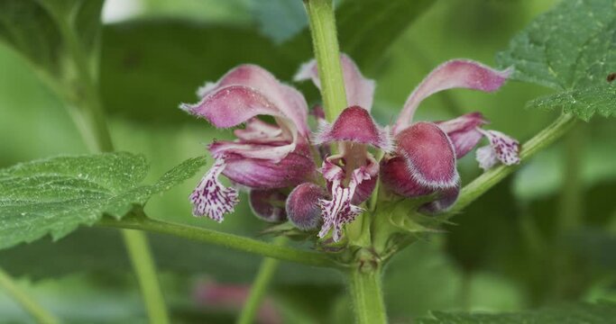 The close-up of the flower of Lamium orvala, known as balm-leaved archangel