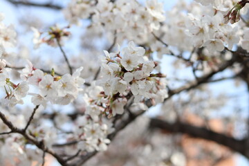 桜だよ
