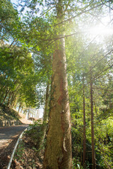 緑が美しい森林の木