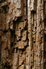 Termite eaten wood closeup in summer forest