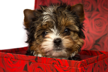 Biewer Terrier puppy on a white background in a red box.