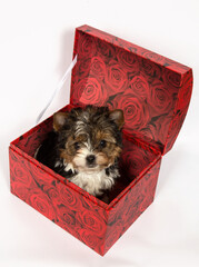 Biewer Terrier puppy on a white background in a red box.