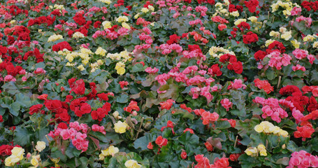 Colorful rose begonia in garden