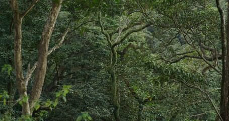 Green plant tree in the forest