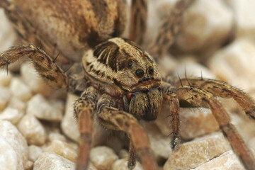 Closeup on one of Europes largest wofl spiders, Hogna radiata in Gard, France