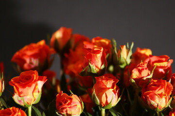 Bouquet of red roses on a black background. Author's bouquet for a wedding close-up.