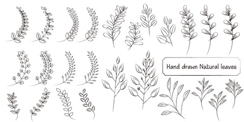 Set of natural leaves and branches elements. hand drawn leaf collection. Vector illustration. ナチュラル葉と枝のセット、手書きリーフイラスト
