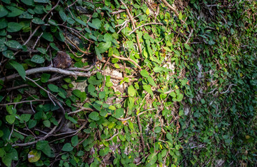 蔦の絡む壁と光 the wall with leaves and the light