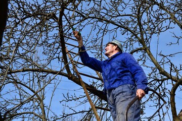 A gardener on a ladder trims dry branches of fruit trees in the garden