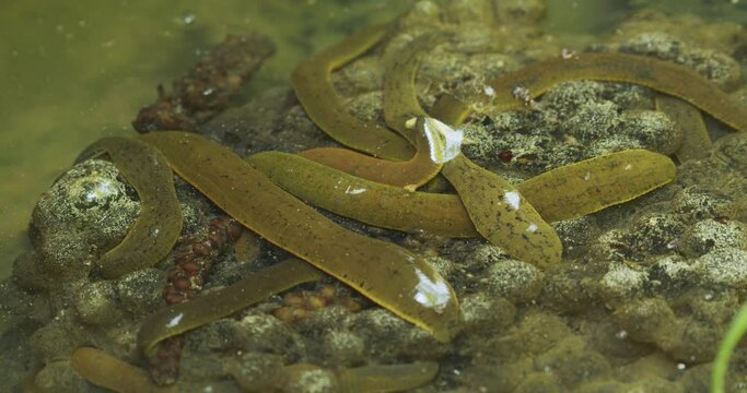 The leech in a shallow water of a stream on the frog eggs