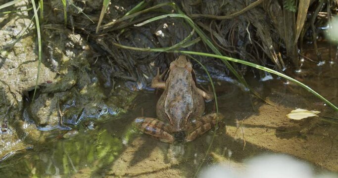 Brown frog is laying eggs in a forest puddle