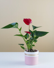 Houseplant red Anthurium andreanum in pink pot on a beige background. 