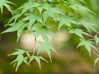Leaves_2