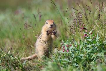 Naklejka na ściany i meble A funny young arctic ground squirrel holds a flower in its paws. Wild animal in its natural habitat in the tundra. Wildlife of Chukotka. Far North Russia. Arctic ground squirrel (Spermophilus parryi).