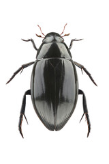 Female of Great silver water beetle (Hydrophilus piceus) isolated on white background