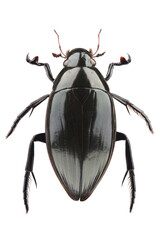 Male of Great silver water beetle (Hydrophilus piceus) isolated on white background. Dorsal view