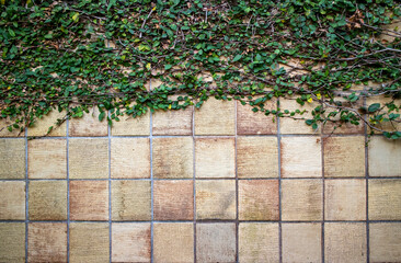 タイルの壁と蔦 tiled wall with leaves 2