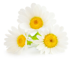 White Daisy Flower (Chamomile or Camomilie) isolated on white background. Side view. Close-up. Floral object